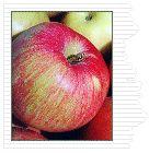 NovaSpy Apple