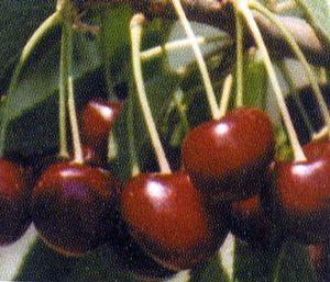 Hudson Dark Sweet Cherry