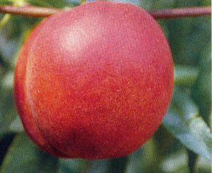 Hardired Nectarine