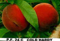Flamin'Fury(R) PF- 24C- 
