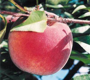 STELLAR® - Autumnstar® Peach
