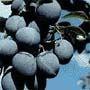 Mount Royal Plum (European)