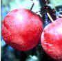 Pipestone Japanese Plum