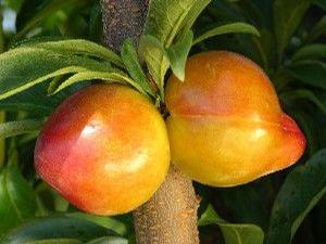 Wickson Japanese Plum