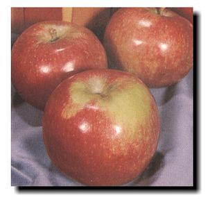 Norland Apple