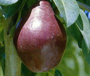 Red Clapp's Pear