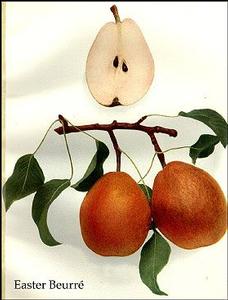 Easter Pear