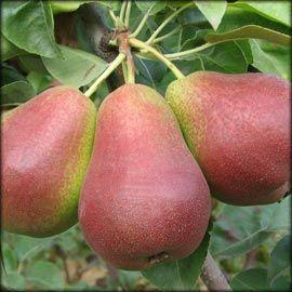 Forelle Pear