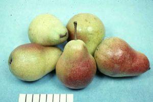 Harrow Delight Pear