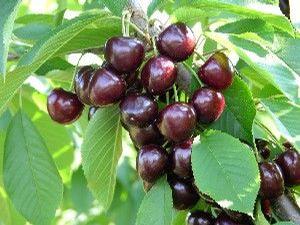 Kristin Dark Sweet Cherry