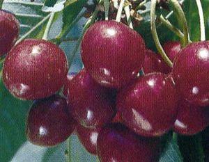 Sunset Bing® Dark Sweet Cherry
