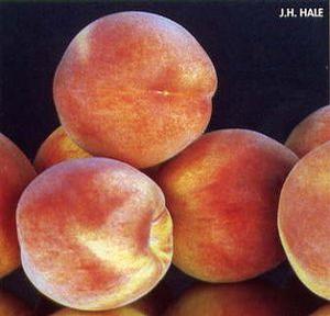 J. H. Hale (not self-fertile) Peach