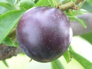 Methley Japanese Plum