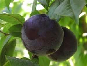 Simka Japanese Plum
