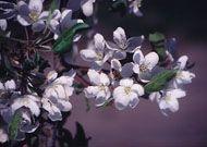 Manchurian Flowering Crabapple