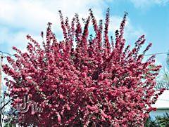 Radiant Flowering Crabapple