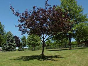 Robinson Flowering Crabapple