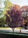 Thunderchild Flowering Crabapple