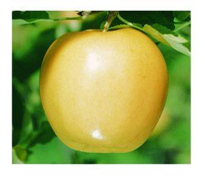 Golden Delicious Apple