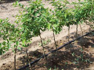 Geneva® 30 Semi-Dwarf Apple Rootstock