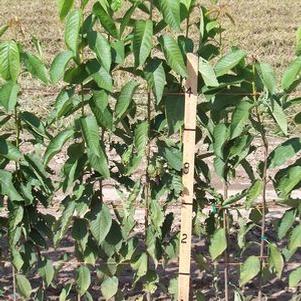 Mazzard Standard-size Cherry Rootstock