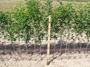 Myrobalan Standard Plum Rootstock