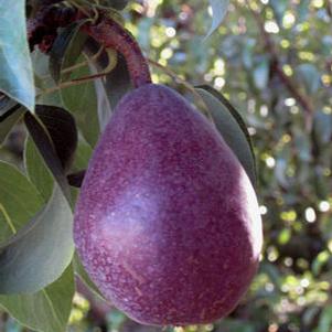 Red Anjou Pear