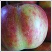 Gravenstein Apple
