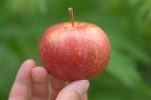Frostbite™ Apple