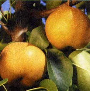 Niitaka Asian Pear