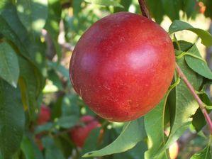 Flamin'Fury(R) PF 11 Nectarine