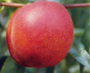 Redgold Nectarine