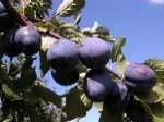BlueFre Plum