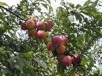 Vanier Japanese Plum