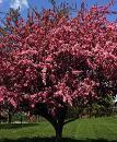 Profusion Flowering Crabapple