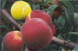 Flamin'Fury(R) PF- 15A Peach
