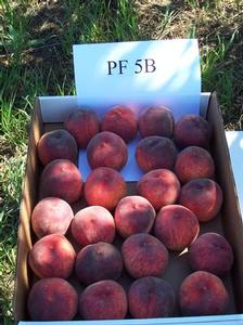 Flamin'Fury(R) PF- 5B Peach