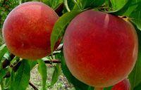Flamin'Fury(R) PF- 25 Peach