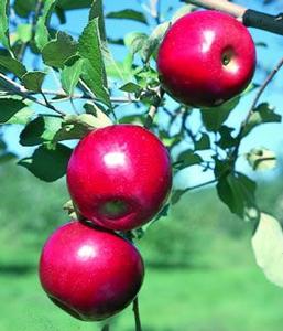 Jonafree™ Apple