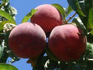 Flamin'Fury(R) PF Fat Lady Peach