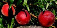 Flamin'Fury(R) PF- Early 8 Ball Peach