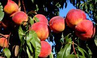 Flamin'Fury(R) PF- Big George(TM) Peach