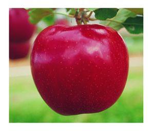 Jonagold- Red Jonagold Apple