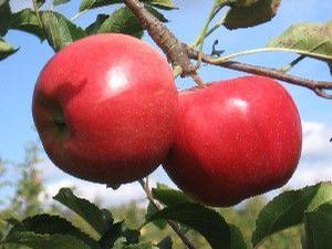 Crimson® Gold Apple
