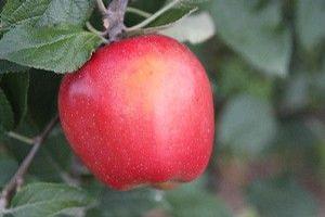 Galarina™ Apple