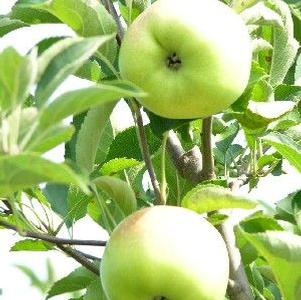 Malus domestica 'Gala' Gala-Red Gala Apple from Grandpa's Orchard