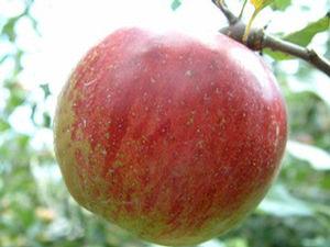Ben Davis Apple