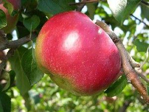 Hardy Cumberland Apple