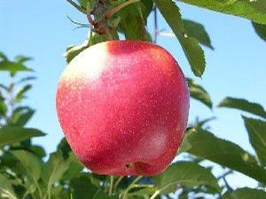 Initial Apple