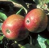 Keepsake Apple